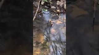 Frog vibrating water by making noise