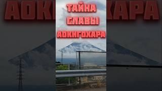 Почему лес АОКИГАХАРА стали ТАК называть? #shots #япония #аокигахара #жизнь_в_японии