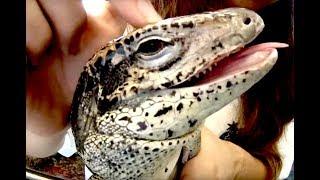 These Sweet Reptile Lovers Introduce Their Animals