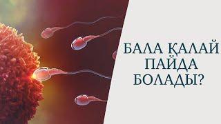 Бала қалай пайда болады? Көрейік, өте қызық! Ұрықтану процессі қарапайым тілде. Оплодотворение.