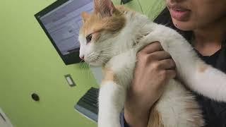 Why Vet visit looks Scary Always Restless Cat got Scared Seeing VetFunny Cat video watch Full