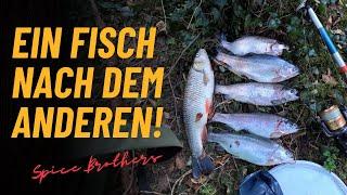  Die beste Montage zum Forellenangeln am Fluss! 