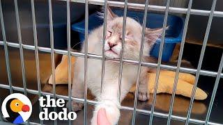 Kitten Suffering From Panic Attacks In The Shelter Wins Over Wife's Husband | The Dodo