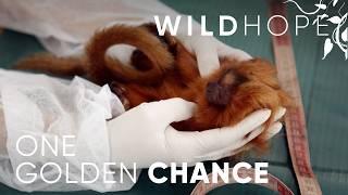 The Two Times We Saved Golden Lion Tamarins from Extinction | WILD HOPE