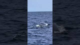 Hello Mister Fin Whale!  ! Video by @oceanluvr4ever (filmed last week)