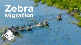 Zebra Migration - Incredible Journey Through the Okavango Delta