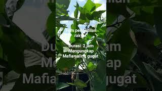 People court the movie dago elos vs muller bersaudara #land #reform  #dago #hystory ( saling gugat)