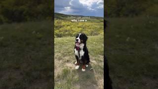 Managing Benny’s collapsed trachea! #dogcare #bernesemountaindog #dogshorts #doglover #dogs #dog