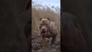 American bully #capcut #edit #americanbully #rollseditz #videoedits60