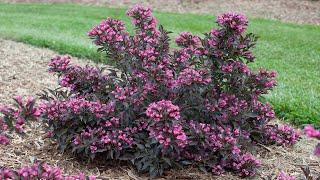 Plant Of The Day: October 28 - November 4 (35% Off)