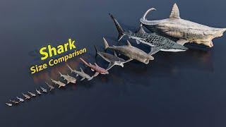 Shark size comparison | 3D Animation