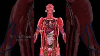 Unveil Your Body's Secrets | Best Anatomy Video 🫀