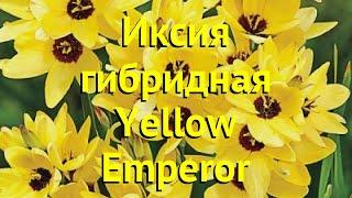 Иксия гибридная Йеллоу Имперор. Краткий обзор, описание характеристик ixia hybrid Yellow Emperor