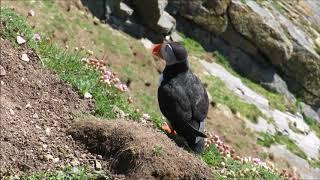 Puffins (Fratercula arctica)