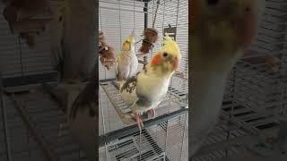 Curious Cockatiels Greet You!