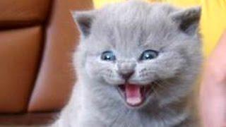 Kittens Meowing Compilation || CUTE