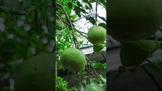 The world's largest citrus fruit is the pomelo