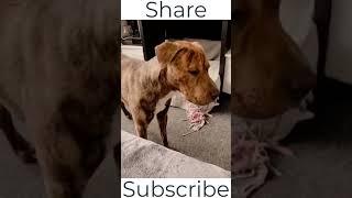  Funniest  Dogs and  Cats - Awesome Funny Pet Animals Videos  part 13 #shorts 2