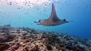 Liveaboard Diving in the Maldives (March 2024)