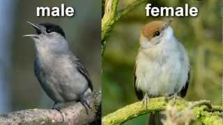 Blackcap ~ Eurasian Blackcap ~ Bird Call ~ Bird Song