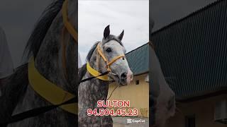 ОТ СОТИЛАДИ #ot #horse #лошадки