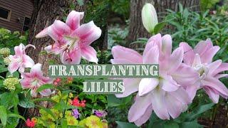 How to Transplant Lily Bulbs in the Fall  Tiger lilies, Asiatic lilies and Oriental lilies 