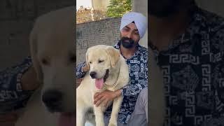 #labrador #doglover #viral  #gill labrador luthera #sawant_labradors #sikri kennel #youtubeshorts