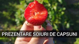 Ce soiuri de capsuni cultivam? ce soi recomand?