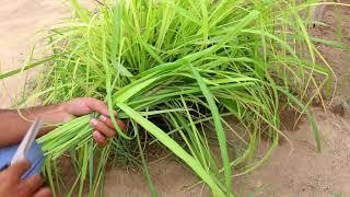 Gar ma lemongrass ka plant aur us ki harvesting