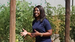 green house tomato production vs open field