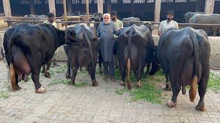 Pakistan Top Nili Ravi Buffalo Farmer Mian Pervaiz sb of Multan #farming #buffalo #dairyfarm #cow