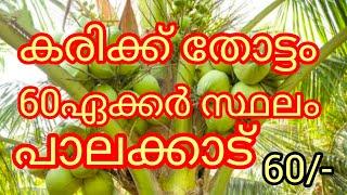 ഇളനീർ തോട്ടം (കരിക്ക് ) 60ഏക്കർ സ്ഥലം |സെന്റിന് -60/-|