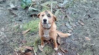 Just to Leave That Cruel Gate, the Dog Was Abused Until His Face Swelled