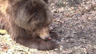 Brown bear eating a carrot