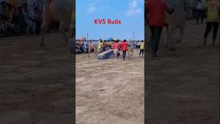 KVS Bulls #naraharipuram #bull