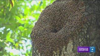 How to identify Africanized bees