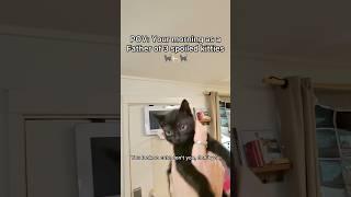 Simple morning but still very fulfilling #pov #cat #newbornkittens #shorts