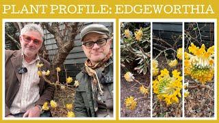 Plant profile: how to grow Edgeworthia