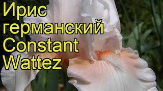 Ирис германский Констант Ваттез. Краткий обзор, описание iris germanica Constant Wattez