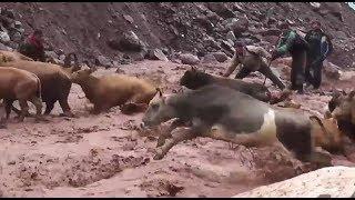 Animals transition through a dangerous river.  дар рузи борони сел. Tajikistan