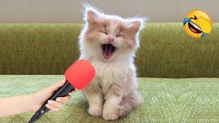 When cat becomes a comedian  New funny animals 2024 