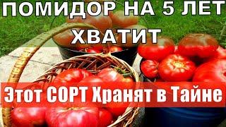 Этот томат будете собирать ведрами 2025  Не болеет, дает много урожая, вкусный Сорт помидор