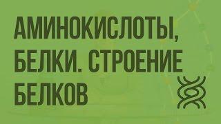 Аминокислоты, белки. Строение белков. Уровни организации белковой молекулы. Видеоурок по биологии 10