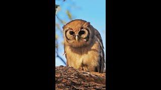 Head-bobbing helps this Verreaux's Eagle-Owl see better 