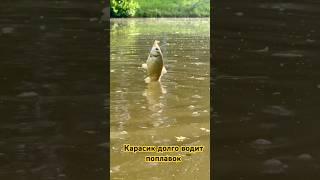 Карасик долго водит поплавок #шортс #карась #дача #лето #хобби #пруднаучастке #участок #рыба #пруд