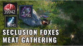 BDO Meat Gathering - Raw Edition - Forest of Seclusion Foxes