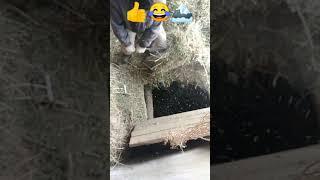 Асбоби дасти дар дехчойхо