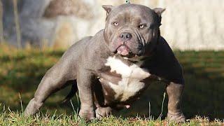  List Of The TOP 50 Strongest Dog Names For Female!