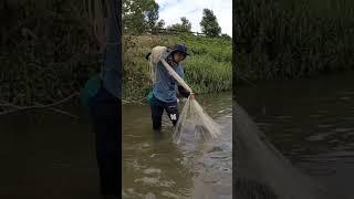 AMAZING NET FISHING #shorts #jalaikan #netfishing #ikan #amazing #fish