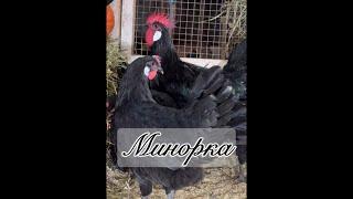 Минорка Дарьин двор #минорка #дарьиндвор #белоеяйцо